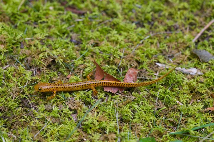 longtail, salamander, moss