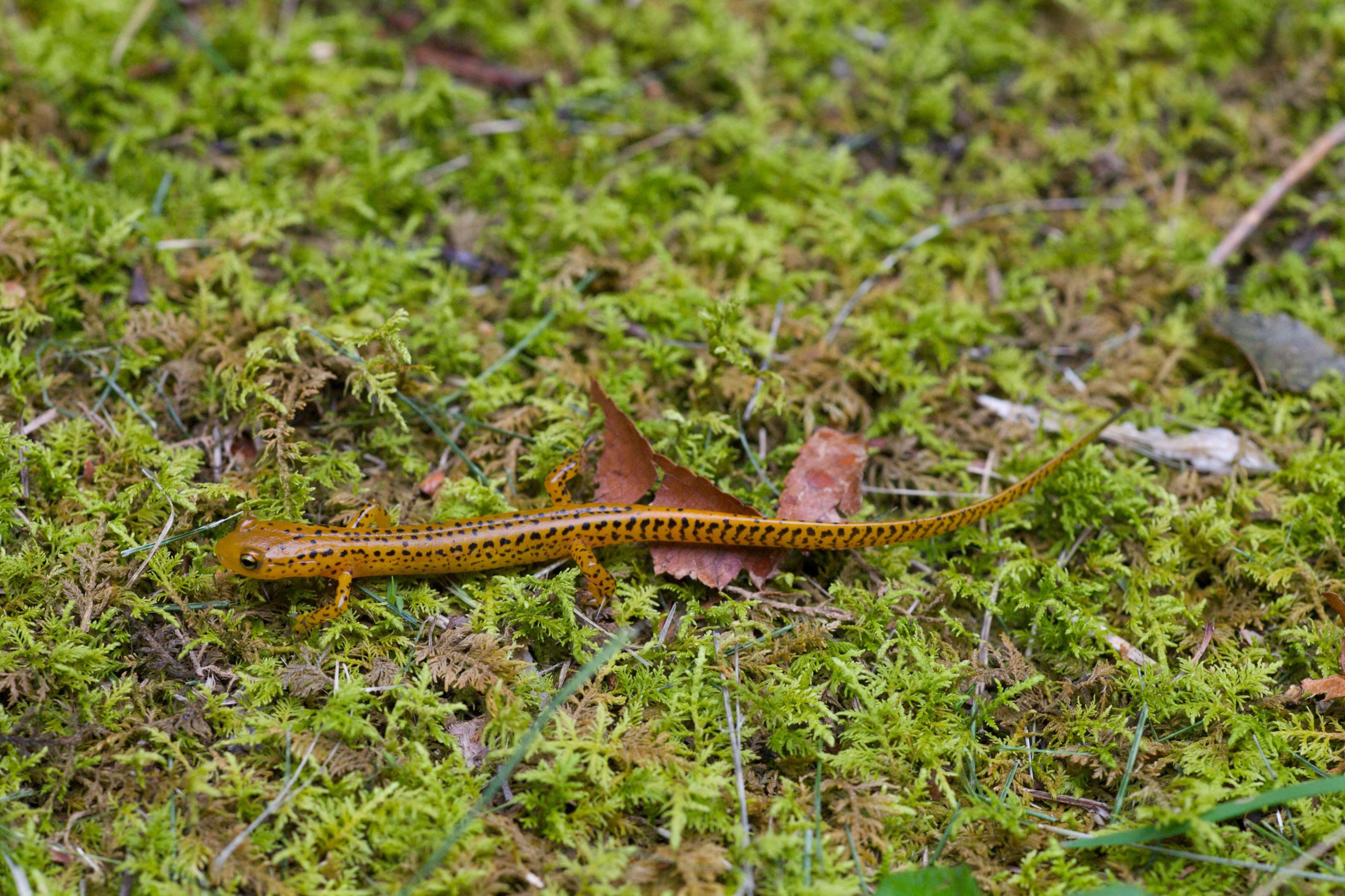 https://pixnio.com/fauna-animals/reptiles-and-amphibians/lizards-and-geckos-pictures/longtail-salamander-on-moss