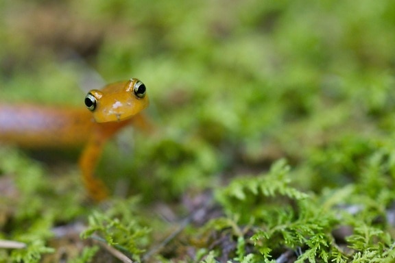 longtail, salamander, stående, moss, eurycea longicauda
