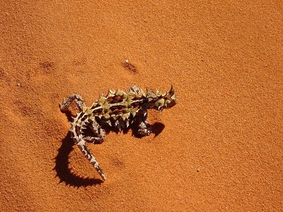 moluchus horridus, lizard
