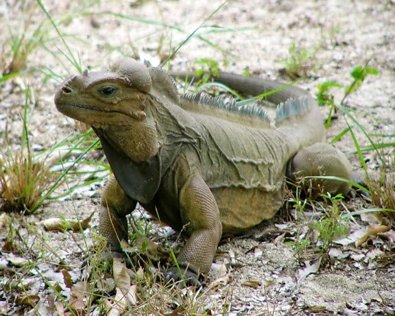 mona, ground, iguana, reptile, animal, cyclura cornuta stejnegeri