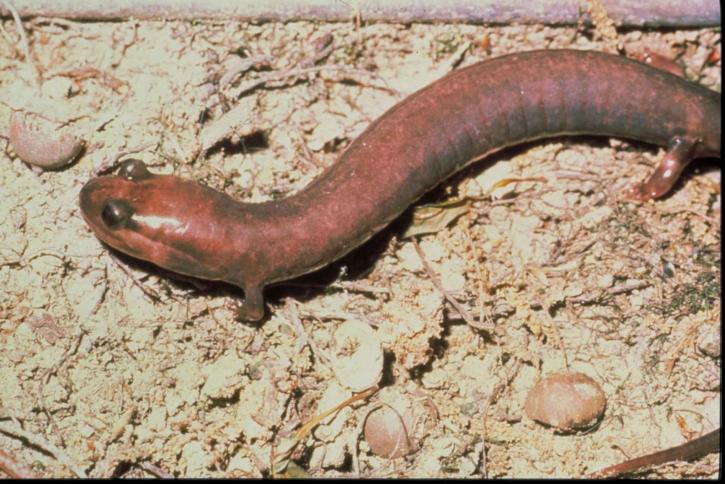 hills, punainen, hubrichti, phaeognathus, eläin, salamander