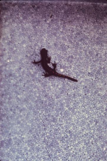 santa, cruz, largo, con punta, salamandra, Ambystoma, macrodactylum, croceum