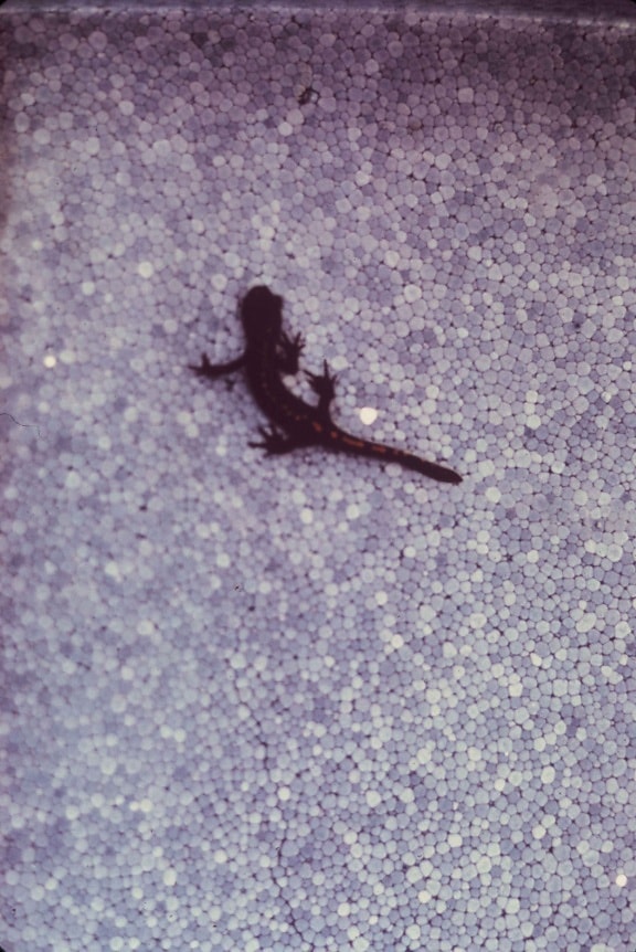 télapó, cruz, hosszú, háromujjú lábfeje, salamander, ambystoma macrodactylum croceum