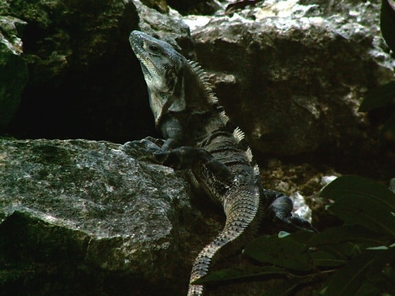 spinytail, iguana, lizard
