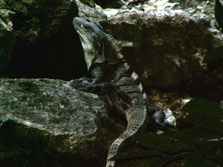 spinytail, iguana, gušter