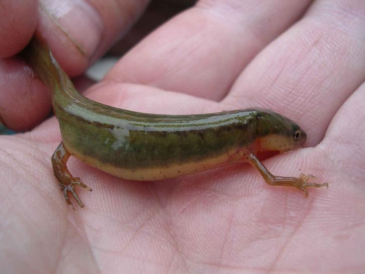 bergaris-garis, newt, salamander, notophthalmus perstriatus