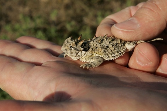 Texas horned lizard, phrynosoma, cornutum, záchvaty, palm, ruky