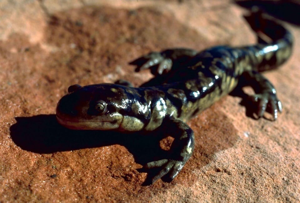 Imagen Gratis Salamandra Tigre Ambystoma Tigrinum