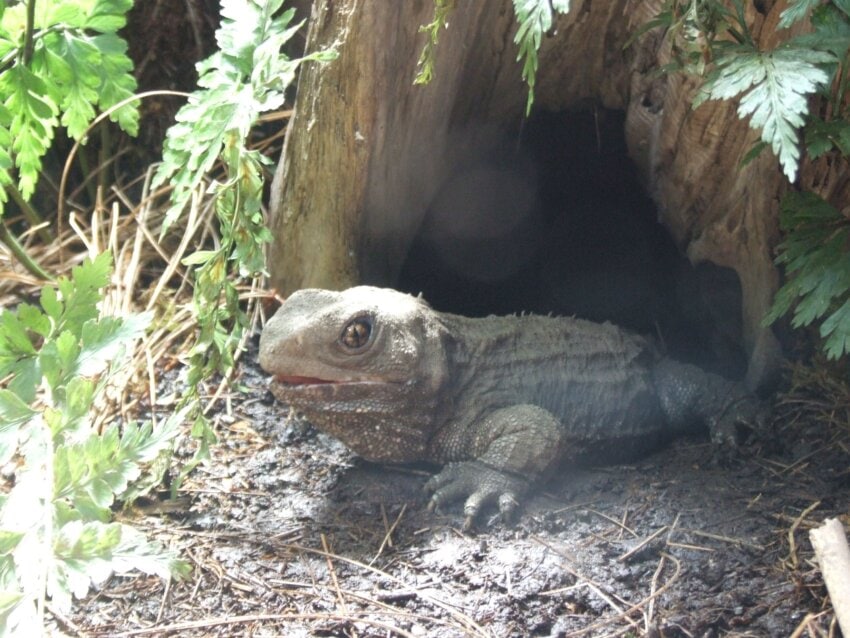 Free picture: tuatara