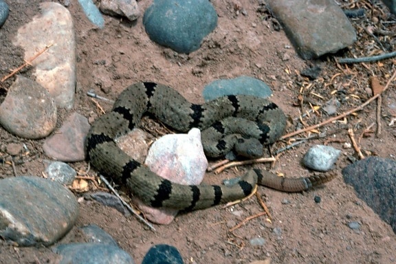 banded, rock, rattlesnake