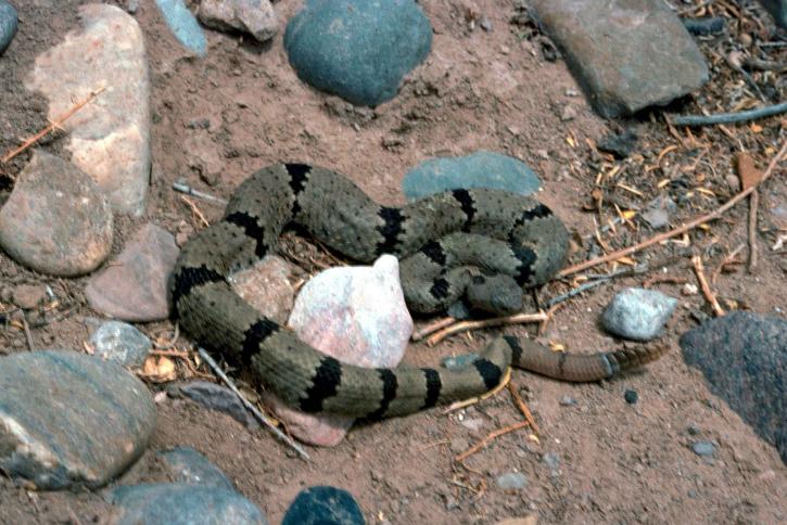 条纹, 岩石, 响尾蛇