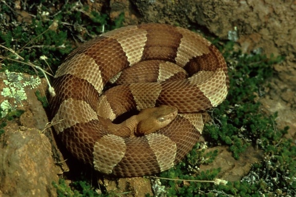 broad, banded, copperhead, coiled, vegetation