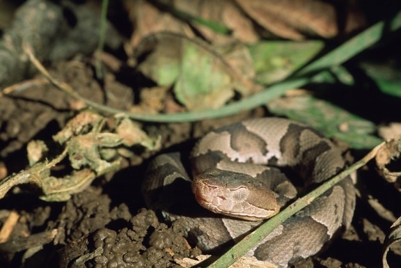 up-close, coiled, copperhead, snake