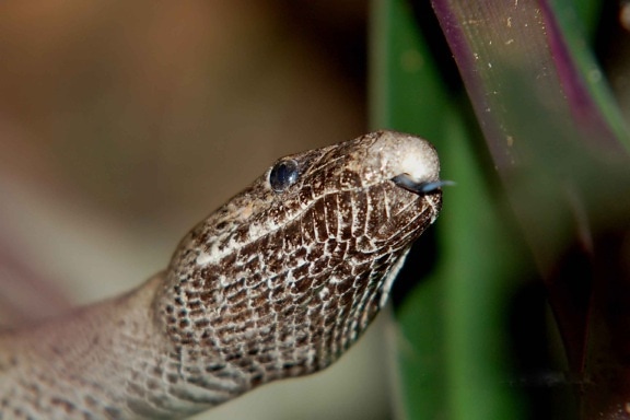 up-close, head, Puerto, Rican, snake, epicrates inornatus