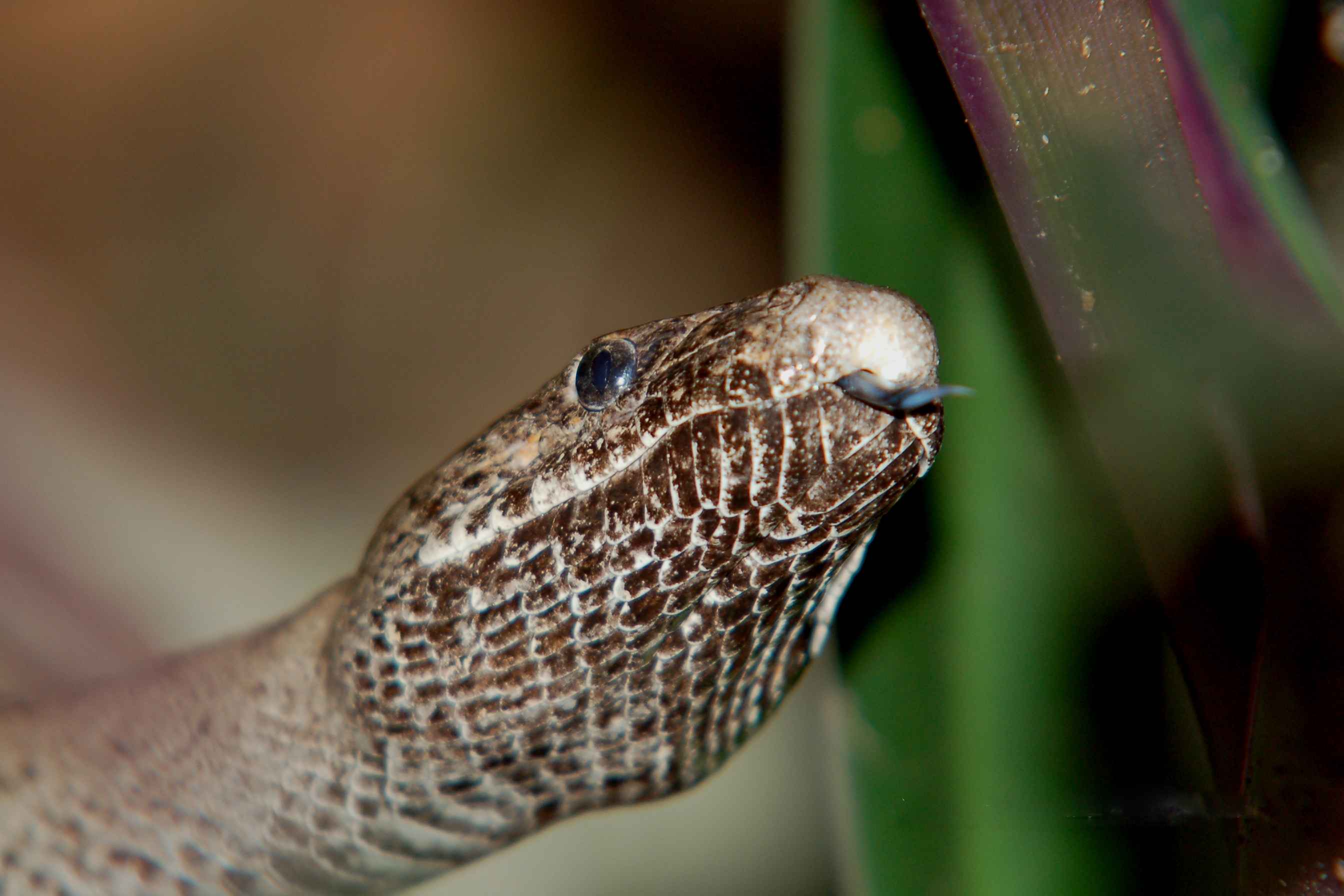 Free picture: up-close, head, Puerto, Rican, snake, epicrates, inornatus