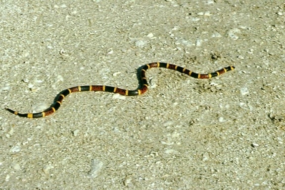 coral, snake