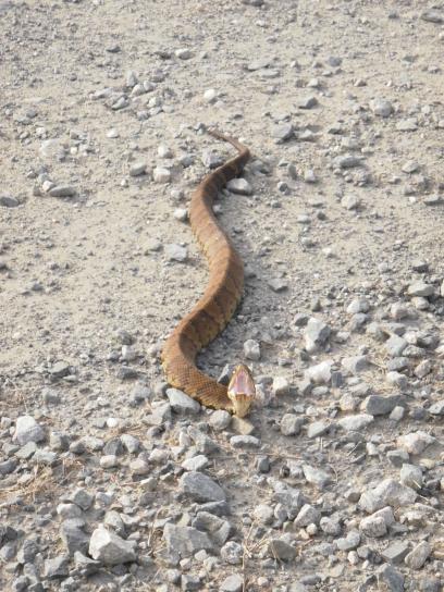 cottonmouth งู สัตว์เลื้อยคลาน agkistrodon piscivorus