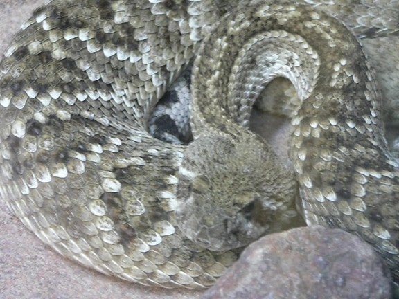 diamondback, rattlesnake, reptile