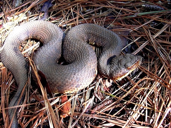serpent mocassin, reptile, amimal, agkistrodon piscivorus leucostoma