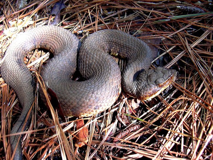 cottonmouth змия, влечуго, amimal, agkistrodon piscivorus leucostoma
