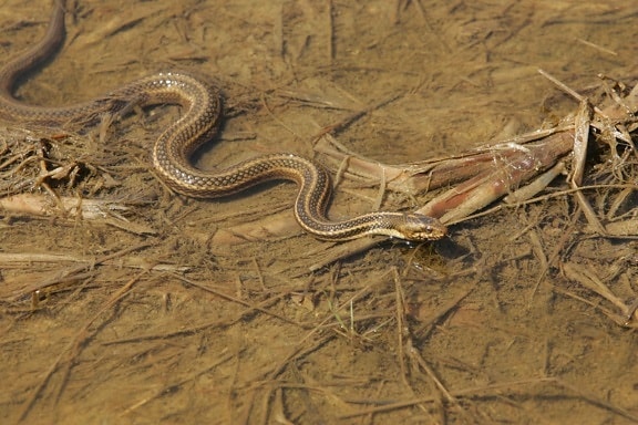 Garter, con rắn, slithers, lầy lội, diện tích