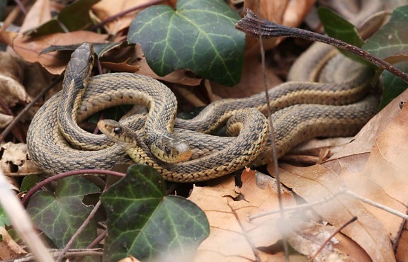 jarretière, serpents, reptiles, Thamnophis, sirtalis