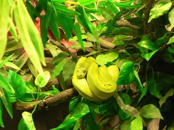 green, tree, python, snake