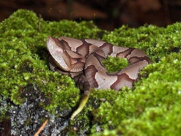 เยาวชน copperhead งู