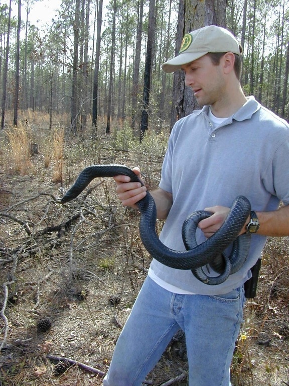 man, holding, indigo, snake