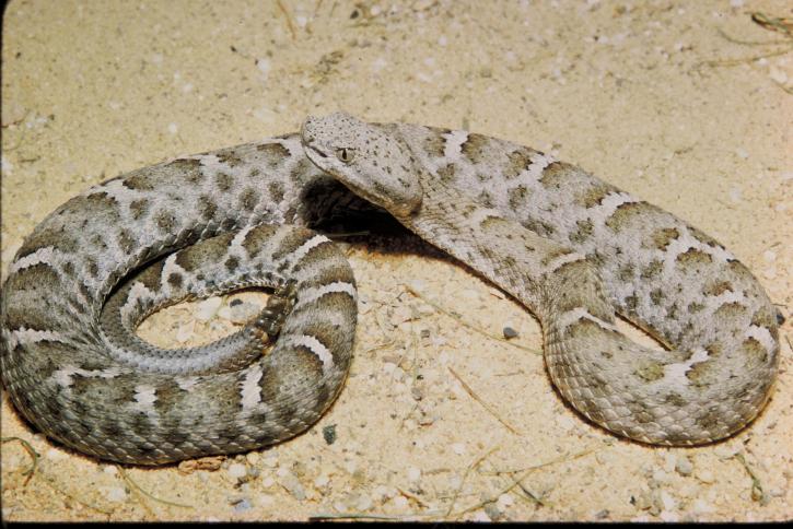mexican, ridged, nosed, rattlesnake