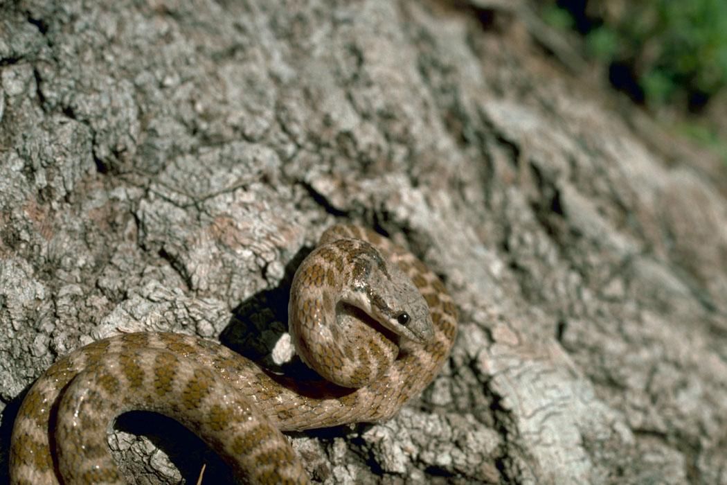 Что змея ночью обнаружит на более удаленном. Ночные змеи. Ночная гадюка. Змеи Мексики. Сосновая змея.