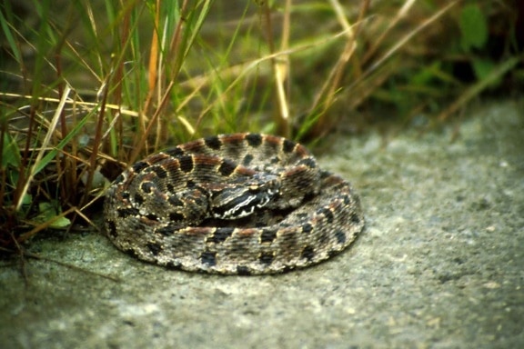 pigmeo, serpiente de cascabel