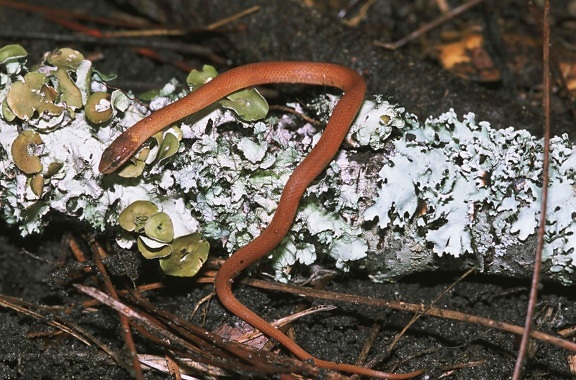 pin, bois, serpent, rhadinaea flavilata, lichen, couvert, journal