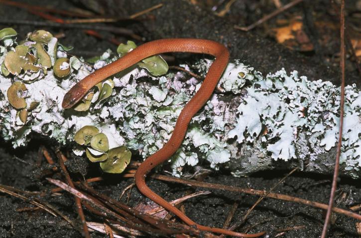 สน ป่า งู rhadinaea flavilata ไลเคน ครอบคลุม บันทึก