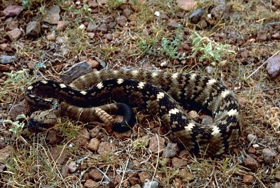 rattlesnake, coiled, ground, rocks, grass