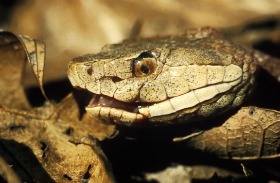 reptil, kepala, copperhead snake