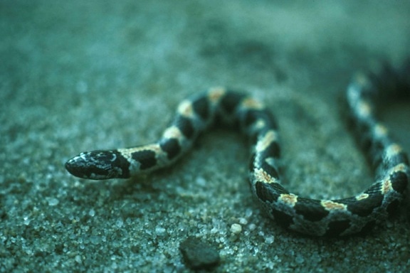 cola corta, serpiente, stilosoma extenuatum
