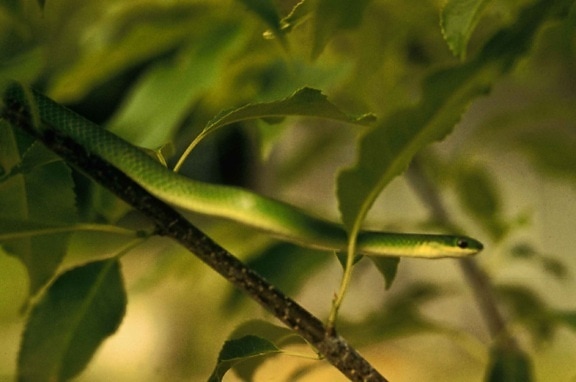mịn, màu xanh lá cây, con rắn, gree, cây, opheodrys vernalis