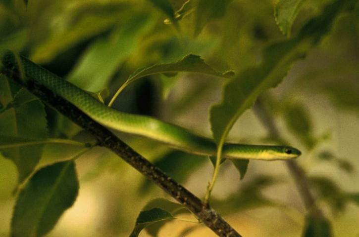 λεία, πράσινη, φίδι, gree, δέντρο, opheodrys vernalis