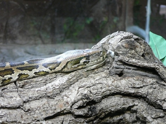 serpiente, reptil, la cabeza, crocodile, lizard
