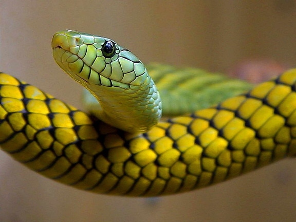Рептилія змій, зелений,