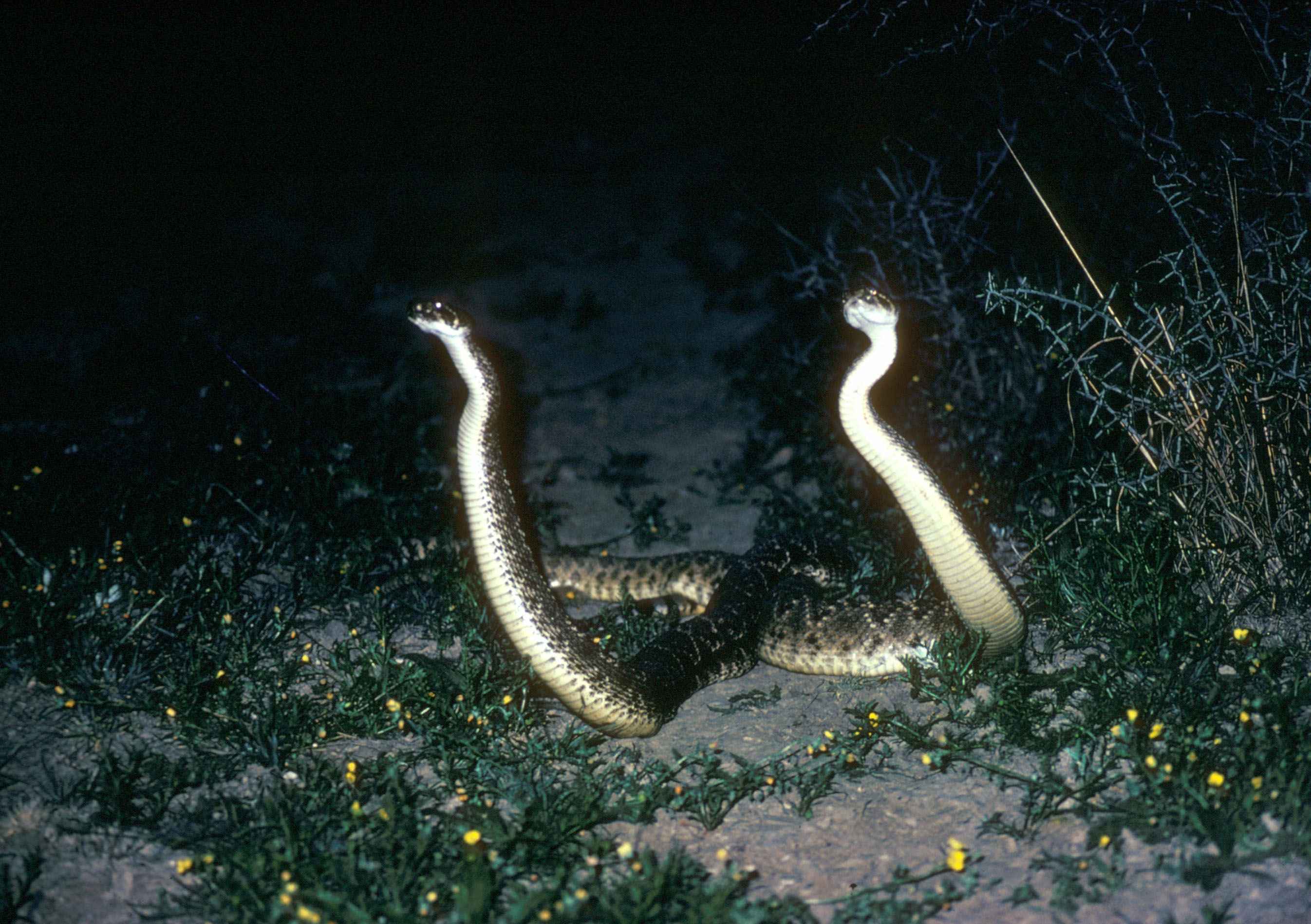 响尾蛇巨型图片