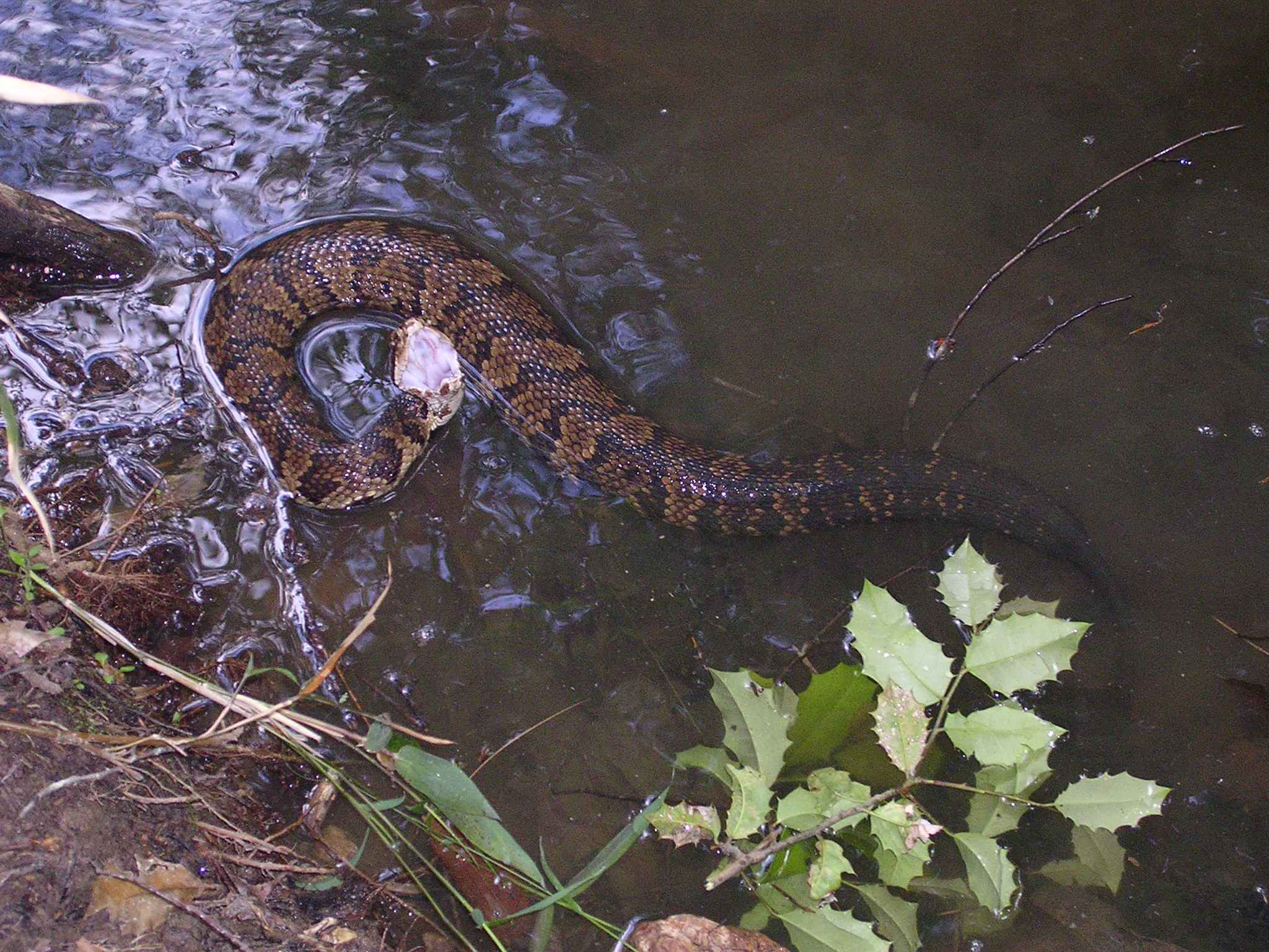 Free picture: water, moccasin, cottonmouth, venomous, snake, agkistrodon piscivorus2048 x 1536