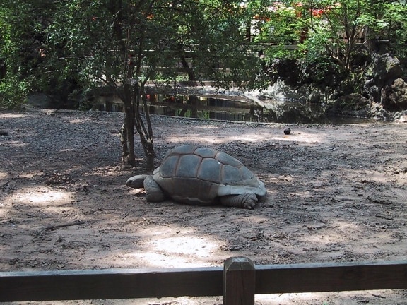 Aldabra, tartaruga