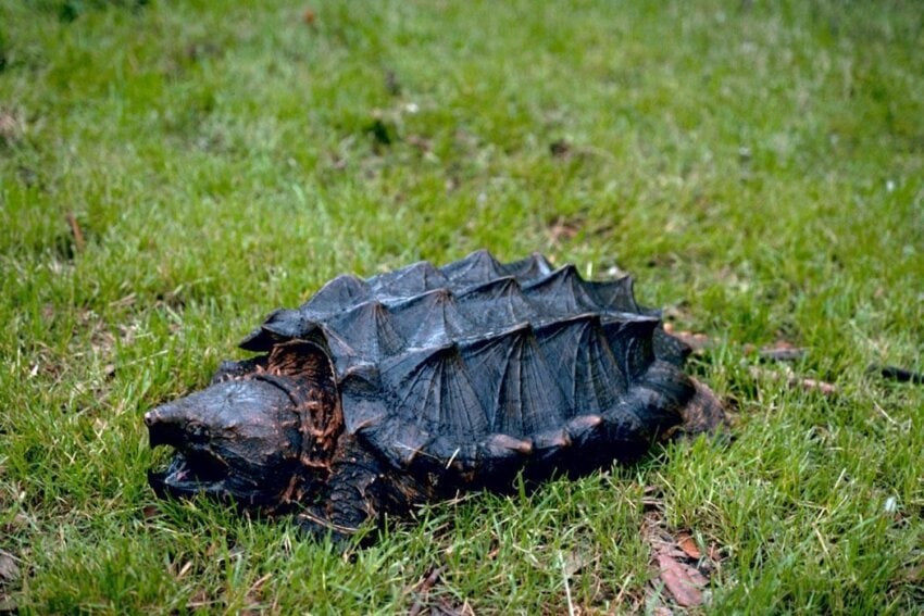 alligator snapping turtle toys