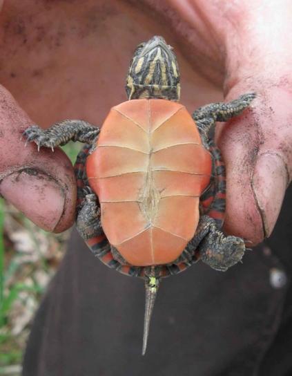 baby, painted, turtle, chrysemys picta