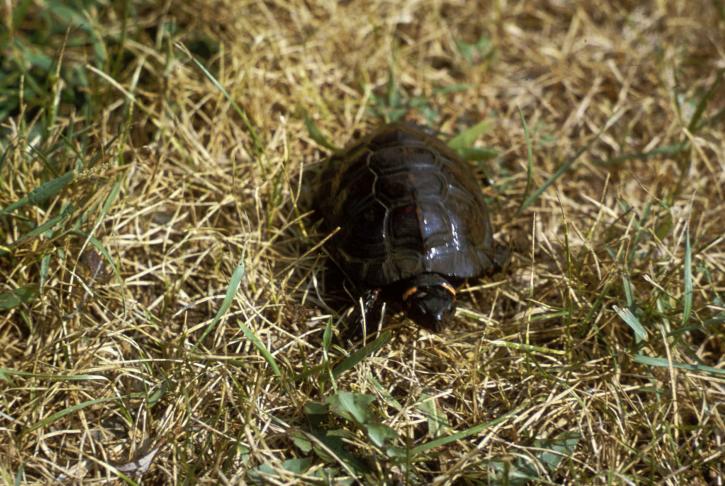 small, bog, turtle, grass, chemmys muhlenbergii