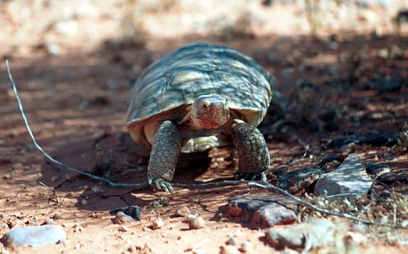 púšte, korytnačka