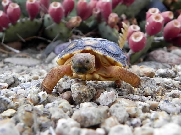 desert, tortoise, turtle, up-close, front, gopherus agassizii